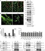 ZO-1 Antibody in Western Blot, Immunoprecipitation (WB, IP)