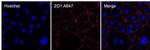 ZO-1 Antibody in Immunocytochemistry (ICC/IF)