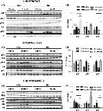 Phospho-IR/IGF1R (Tyr1162, Tyr1163) Antibody in Western Blot (WB)