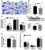 alpha Tubulin Antibody in Western Blot (WB)