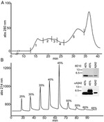 beta Amyloid (1-42) Antibody in Western Blot (WB)