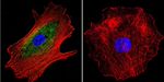 alpha Adaptin Antibody in Immunocytochemistry (ICC/IF)