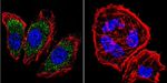 alpha Adaptin Antibody in Immunocytochemistry (ICC/IF)