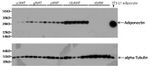 alpha Tubulin Antibody in Western Blot (WB)