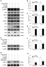 alpha Synuclein Antibody in Western Blot (WB)