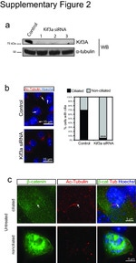 Acetyl-alpha Tubulin (Lys40) Antibody in Immunocytochemistry (ICC/IF)