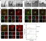 alpha Tubulin Antibody in Immunocytochemistry (ICC/IF)