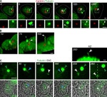 alpha Tubulin Antibody in Immunocytochemistry (ICC/IF)