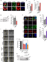 alpha Tubulin Antibody in Western Blot (WB)