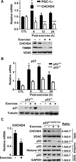 alpha Tubulin Antibody in Western Blot (WB)