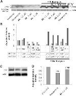 LC3B Antibody in Western Blot (WB)