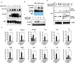 Phospho-JNK1/JNK2 (Thr183, Tyr185) Antibody in Western Blot (WB)