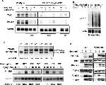 Phospho-JNK1/JNK2 (Thr183, Tyr185) Antibody in Western Blot (WB)