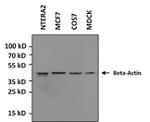 beta Actin Antibody in Western Blot (WB)