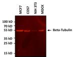 beta Tubulin Loading Control Antibody in Western Blot (WB)