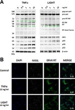 beta Actin Loading Control Antibody in Western Blot (WB)