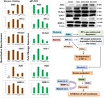 PGP9.5 Antibody