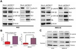 beta Catenin Antibody in Western Blot (WB)