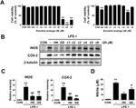 beta Tubulin Antibody in Western Blot (WB)