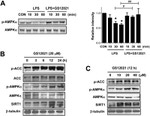 beta Tubulin Antibody in Western Blot (WB)