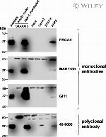 JAM3 Antibody in Western Blot (WB)