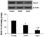 Nurr1 Antibody in Western Blot (WB)