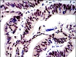 c-Jun Antibody in Immunohistochemistry (Paraffin) (IHC (P))