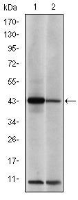 c-Jun Antibody in Western Blot (WB)