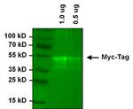 c-Myc Antibody in Western Blot (WB)