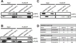 c-Myc Antibody in Western Blot (WB)