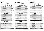 Phospho-c-Kit (Tyr730) Antibody in Western Blot (WB)