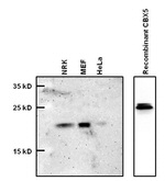 HP1 alpha Antibody in Western Blot (WB)