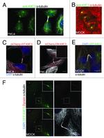 KIFC3 Antibody in Immunocytochemistry (ICC/IF)