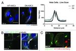 KIFC3 Antibody in Immunocytochemistry (ICC/IF)