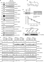 RIP3 Antibody in Western Blot (WB)