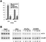 SRC2 Antibody in ChIP Assay (ChIP)