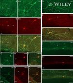 nNOS Antibody in Immunohistochemistry (IHC)