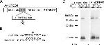 6x-His Tag Antibody in Western Blot (WB)