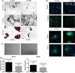 DDX4 Antibody in Immunocytochemistry (ICC/IF)