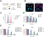 SSEA1 Antibody in Flow Cytometry (Flow)