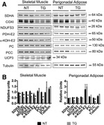 NDUFS3 Antibody in Western Blot (WB)