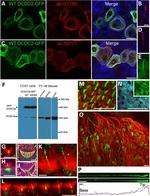 Acetyl-alpha Tubulin (Lys40) Antibody in Immunohistochemistry (IHC)