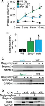 CaV1.1 Antibody in Western Blot (WB)