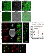 Nanog Antibody in Immunohistochemistry (IHC)