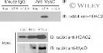 HDAC2 Antibody in Western Blot (WB)