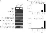 HDAC2 Antibody in ChIP Assay (ChIP)