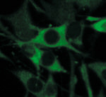 EEF2 Antibody in Immunocytochemistry (ICC/IF)