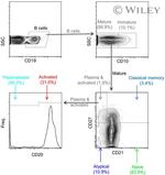 CD19 Antibody in Flow Cytometry (Flow)