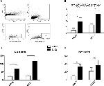 T-bet Antibody in Flow Cytometry (Flow)