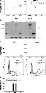 CD369 (Clec7a, Dectin-1) Antibody in Flow Cytometry (Flow)